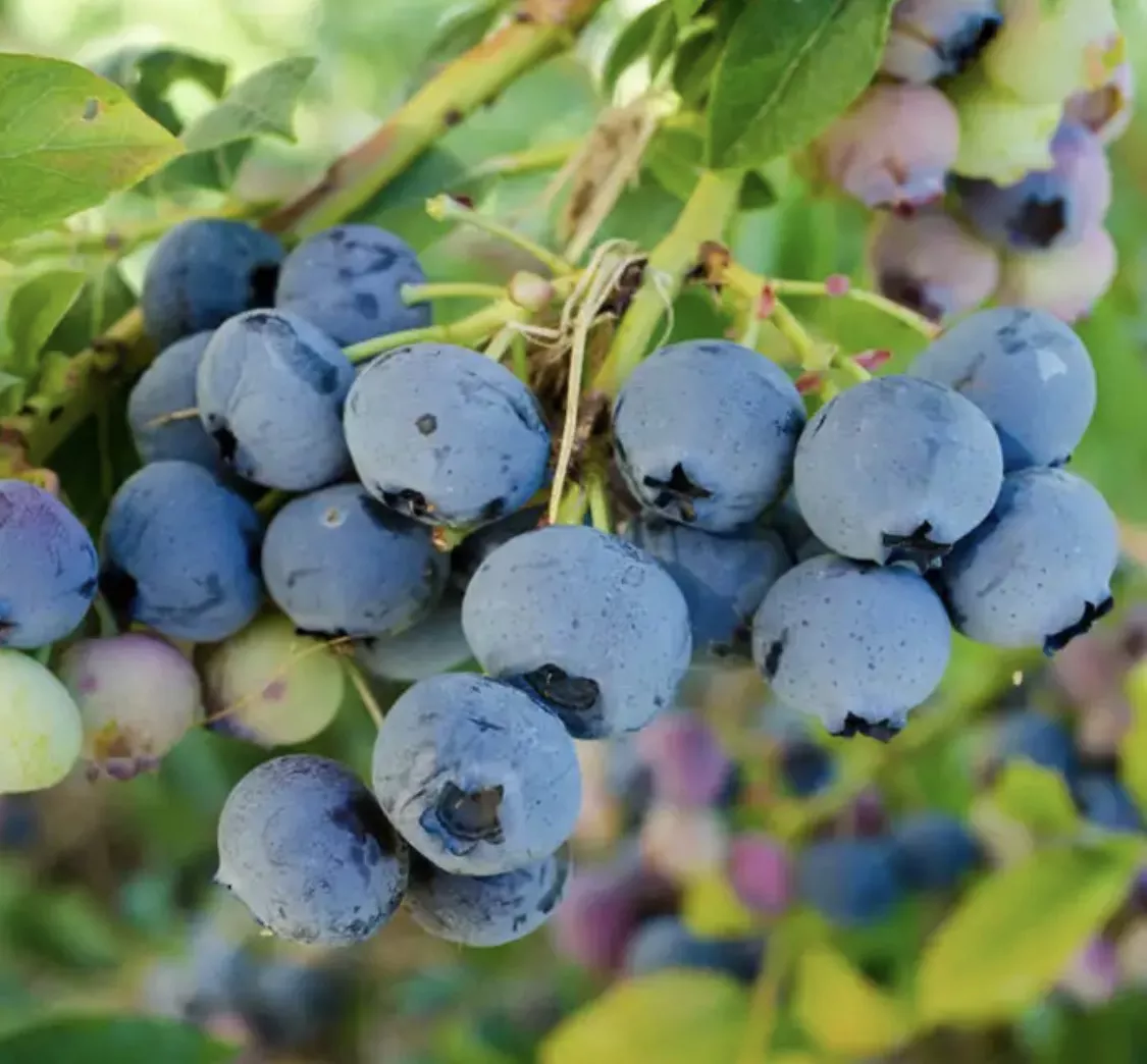 Bluecrop Blueberry (bareroot) Plant
