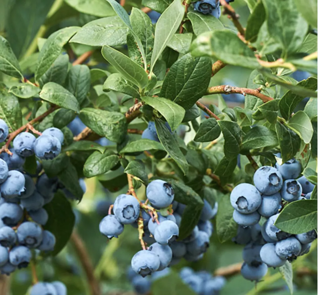 Blueray Blueberry (bareroot)