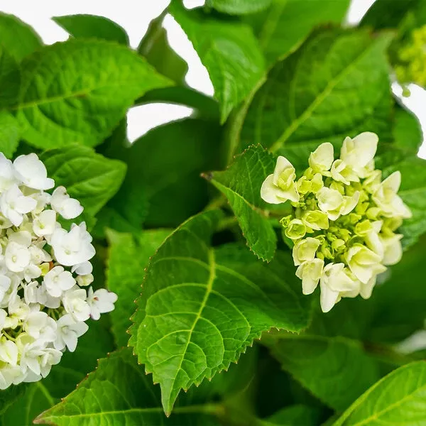 Blushing Bride Hydrangea