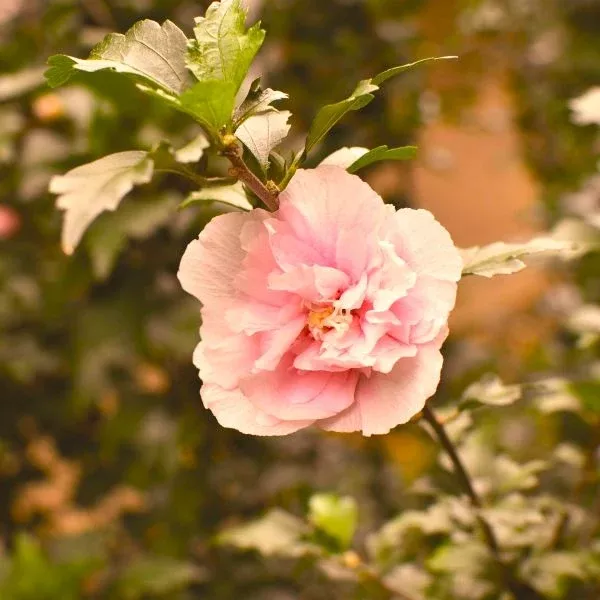 Blushing Bride Rose of Sharon