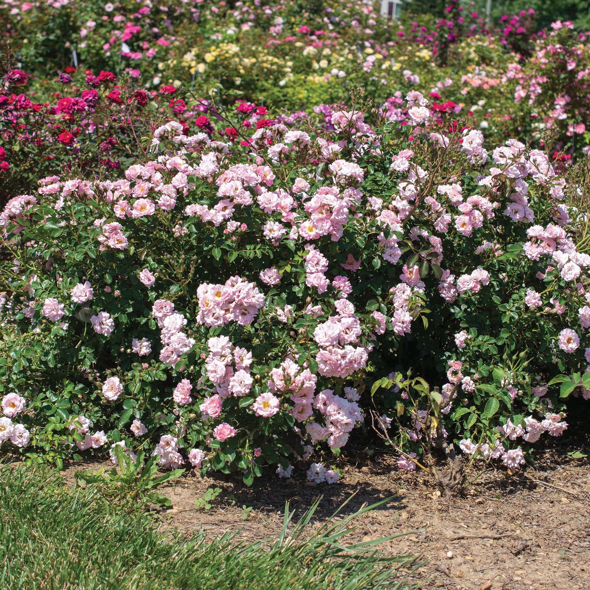 Blushing Drift Rose Bush – 1 Gallon / Single