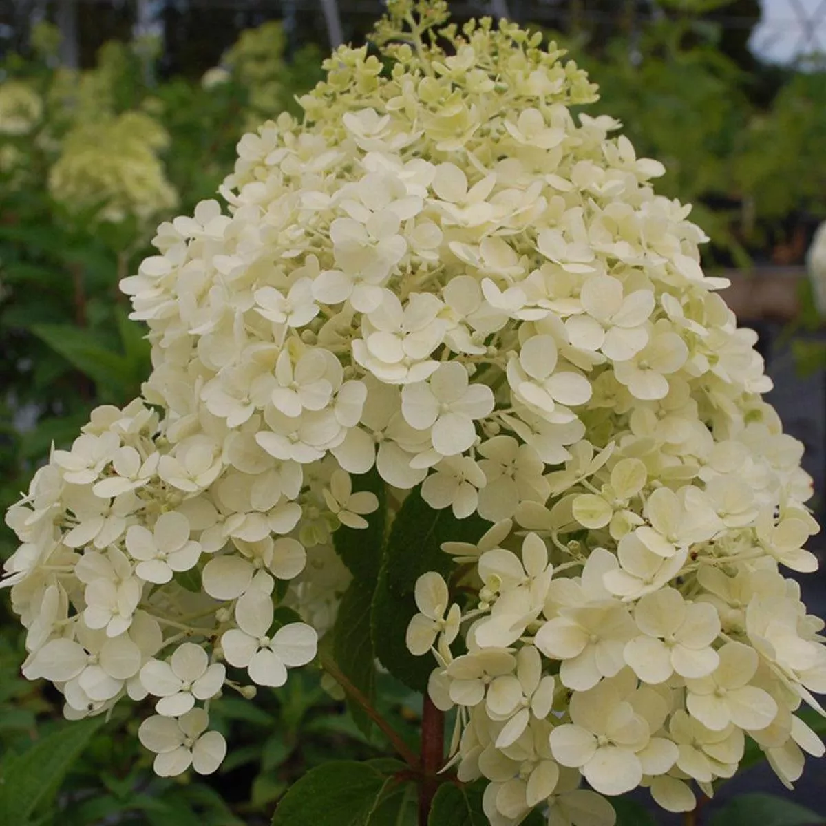 Bobo Panicle Hydrangea PW
