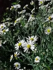 Boltonia asteroides – False Aster (BTF.DR.MTH.NB.OP.)