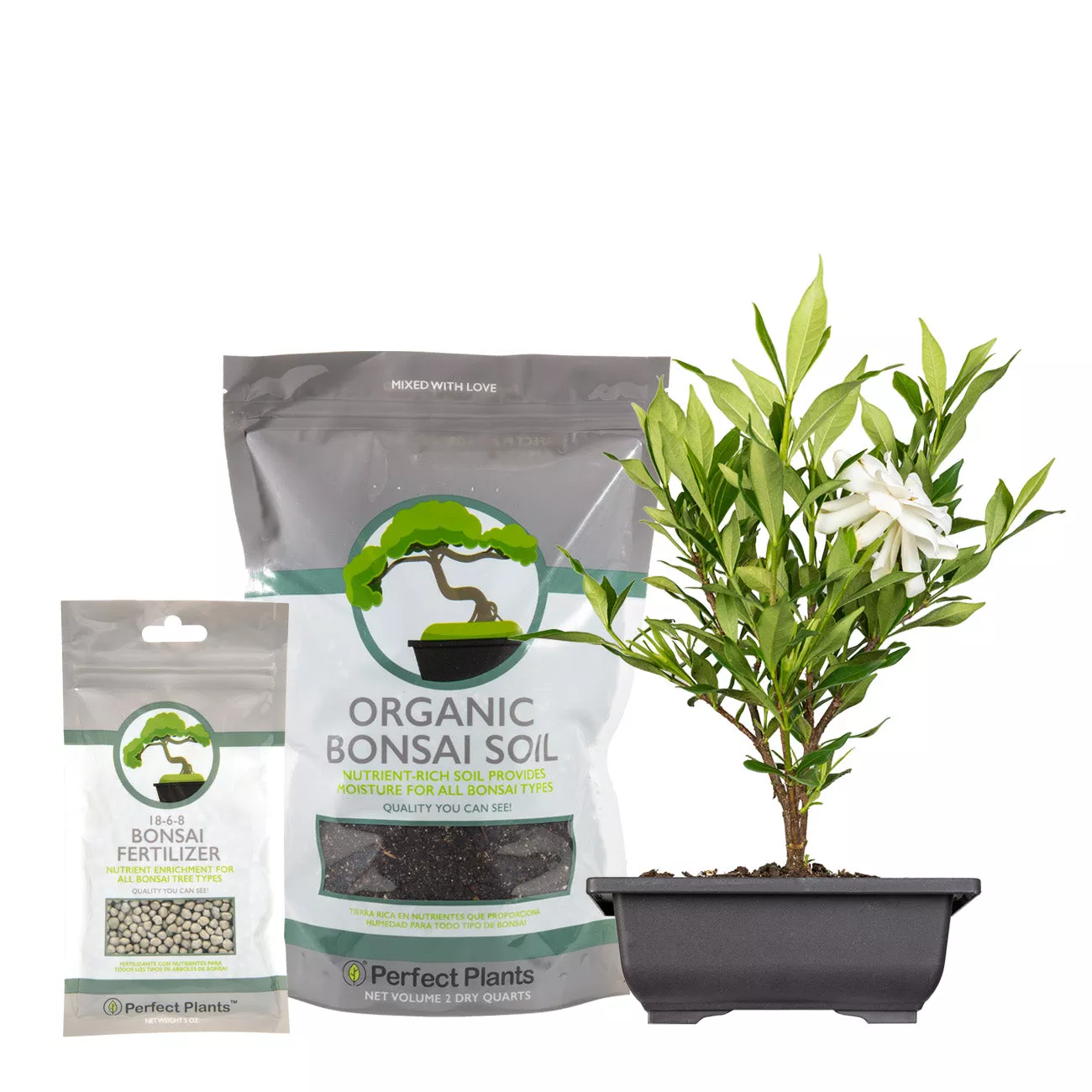 Bonsai Tree Kit – Juniper Bonsai Kit