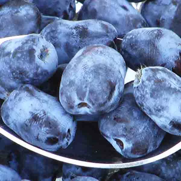 Borealis Honeyberry Bush – #1 Container
