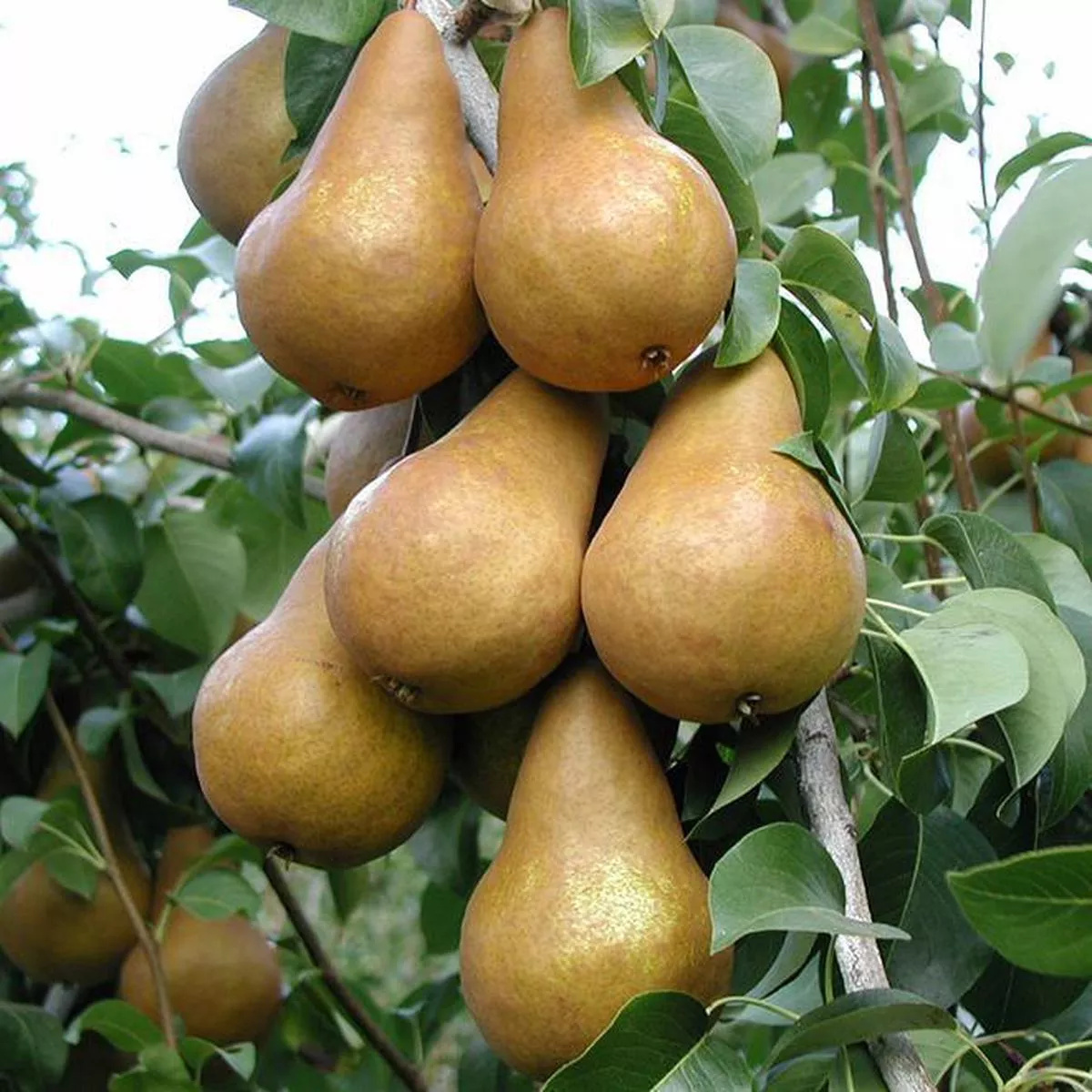 Bosc Pear Semi-Dwarf Tree