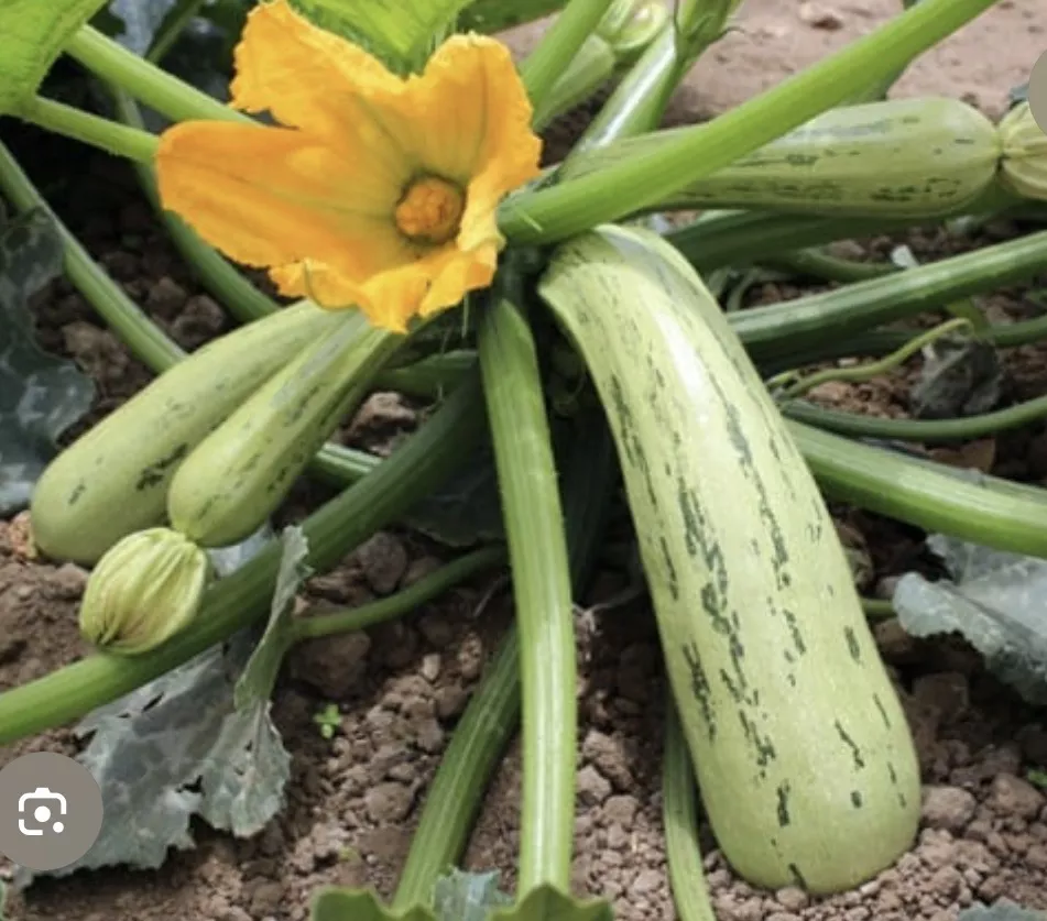 Bossa Nova Squash Seeds