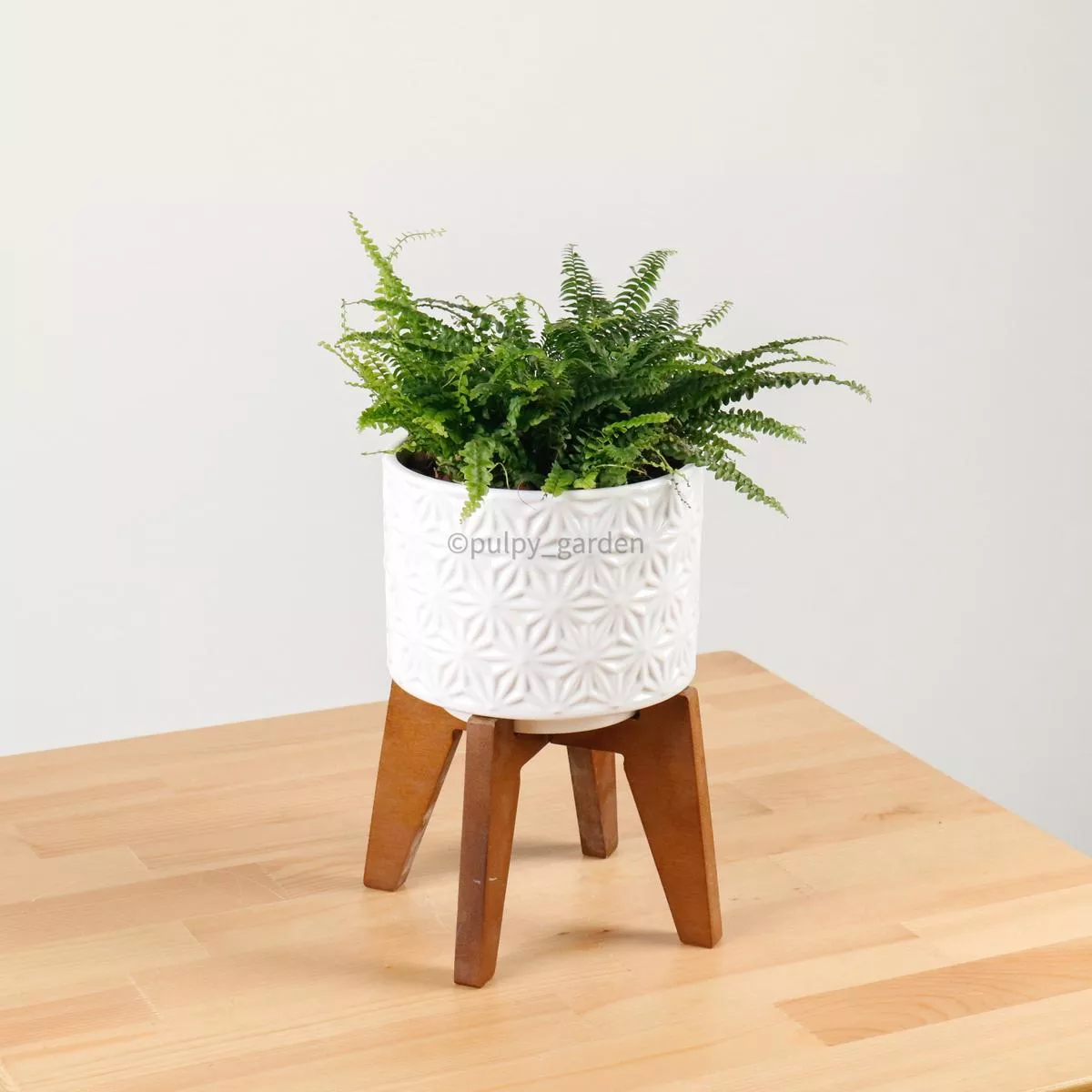 Boston Fern in WhiteWood