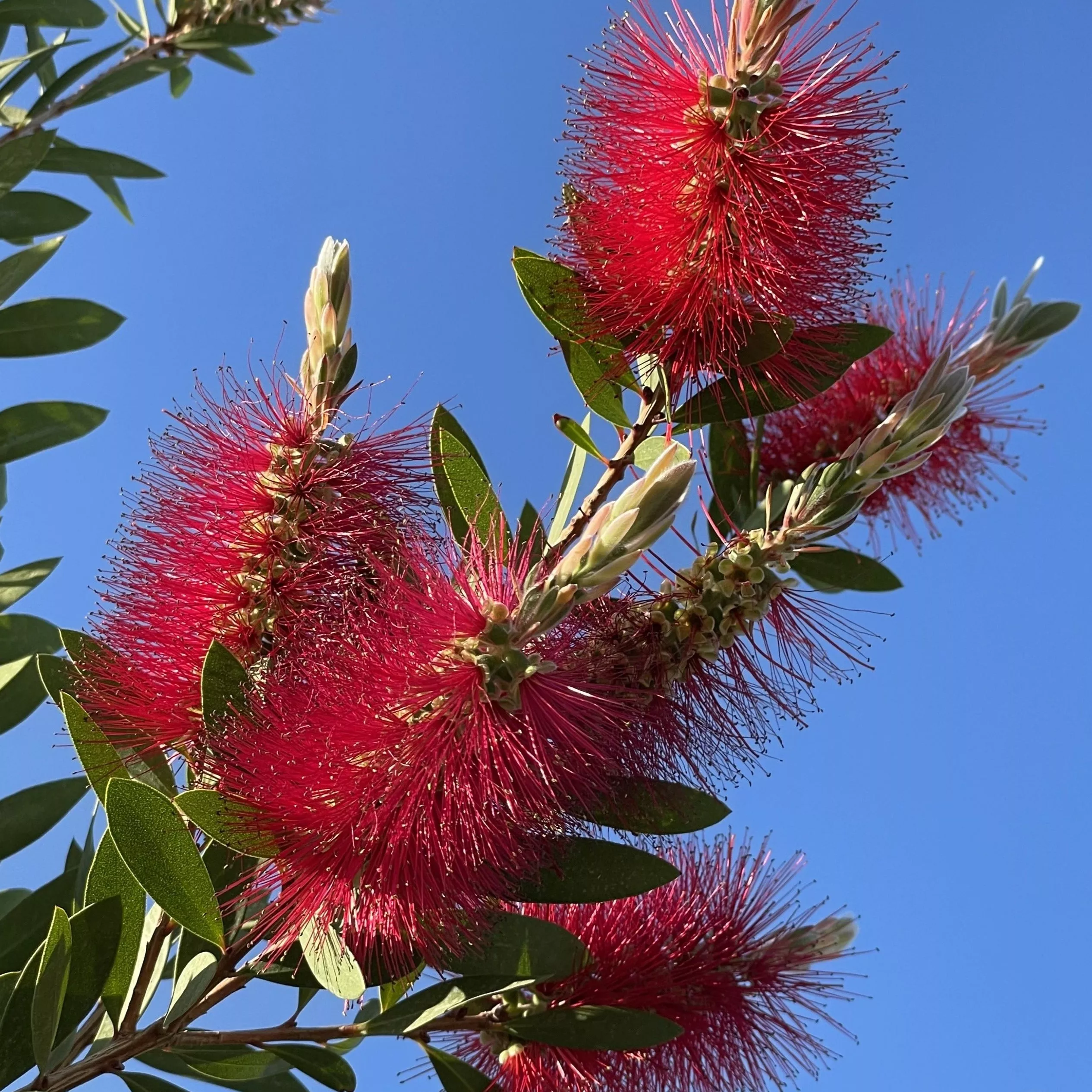 Bottlebrush Tree – 15 Gallon ( 5 – 6 ft. )