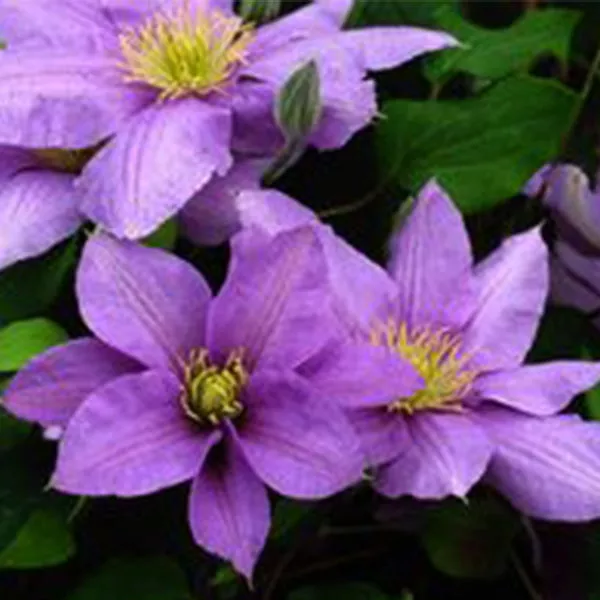 Boulevard Cezanne™ Clematis – #1 Container