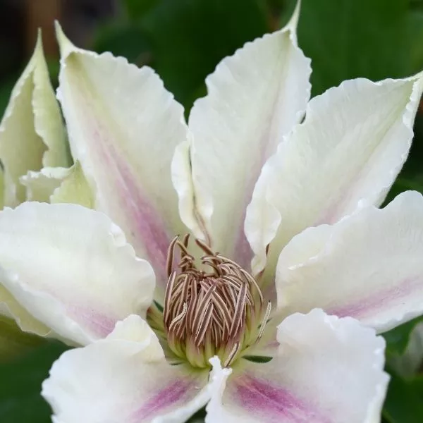 Boulevard Corinne™ Clematis – #1 Container