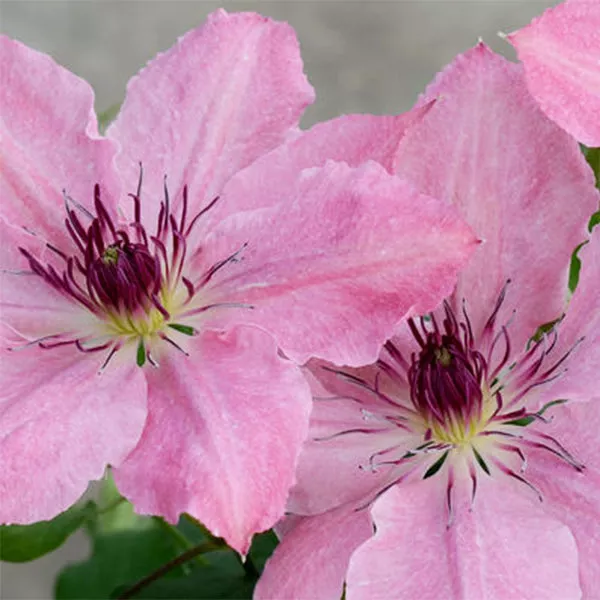 Boulevard Sarah Elizabeth™ Clematis – #1 Container