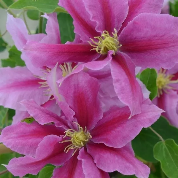 Boulevard Vicki™ Clematis – #1 Container