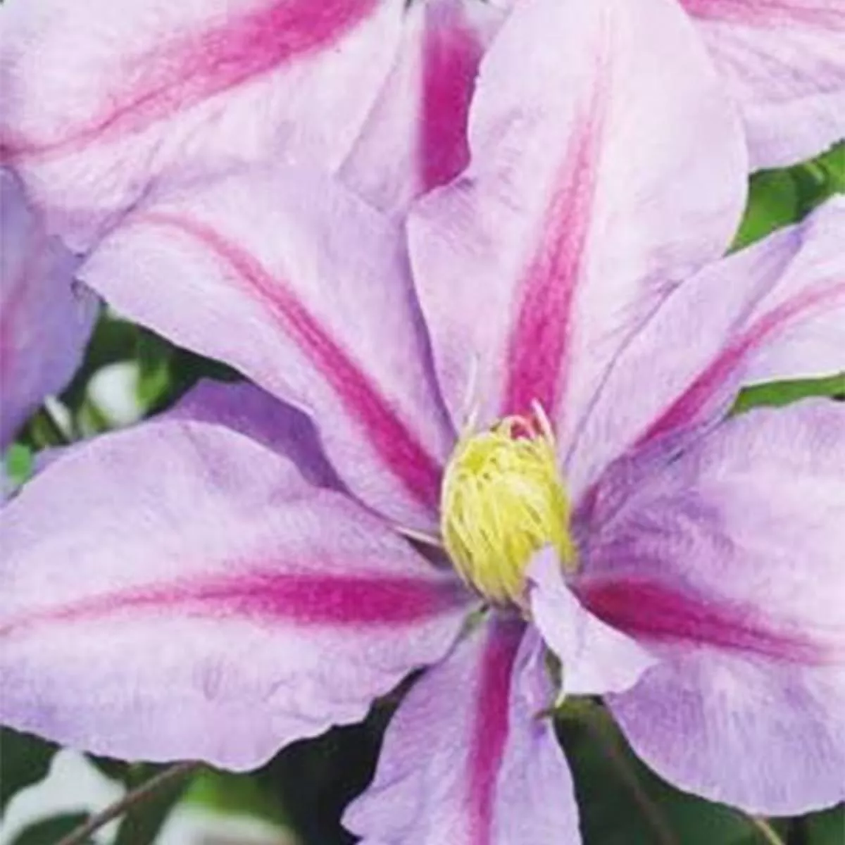 Boulevard Volunteer™ Clematis