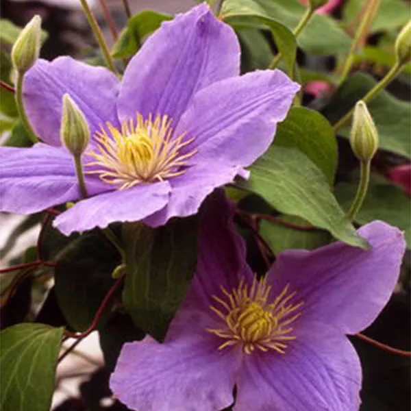 Boulevard Zara™ Clematis – #1 Container