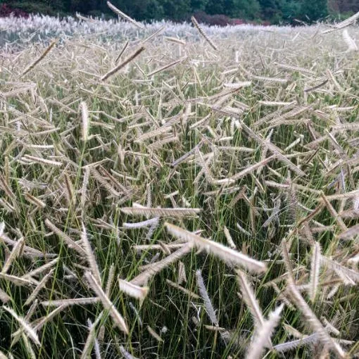 Bouteloua 'Blonde Ambition' Blue Grama Grass - One Quart Pot