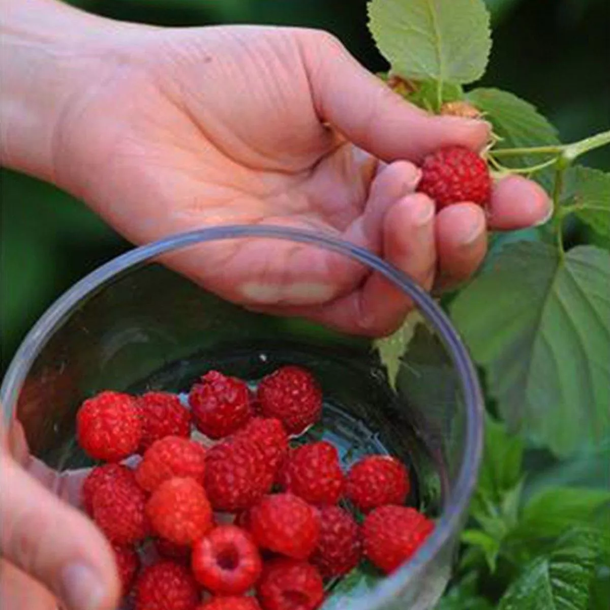 Boyne Raspberry # 1 Container