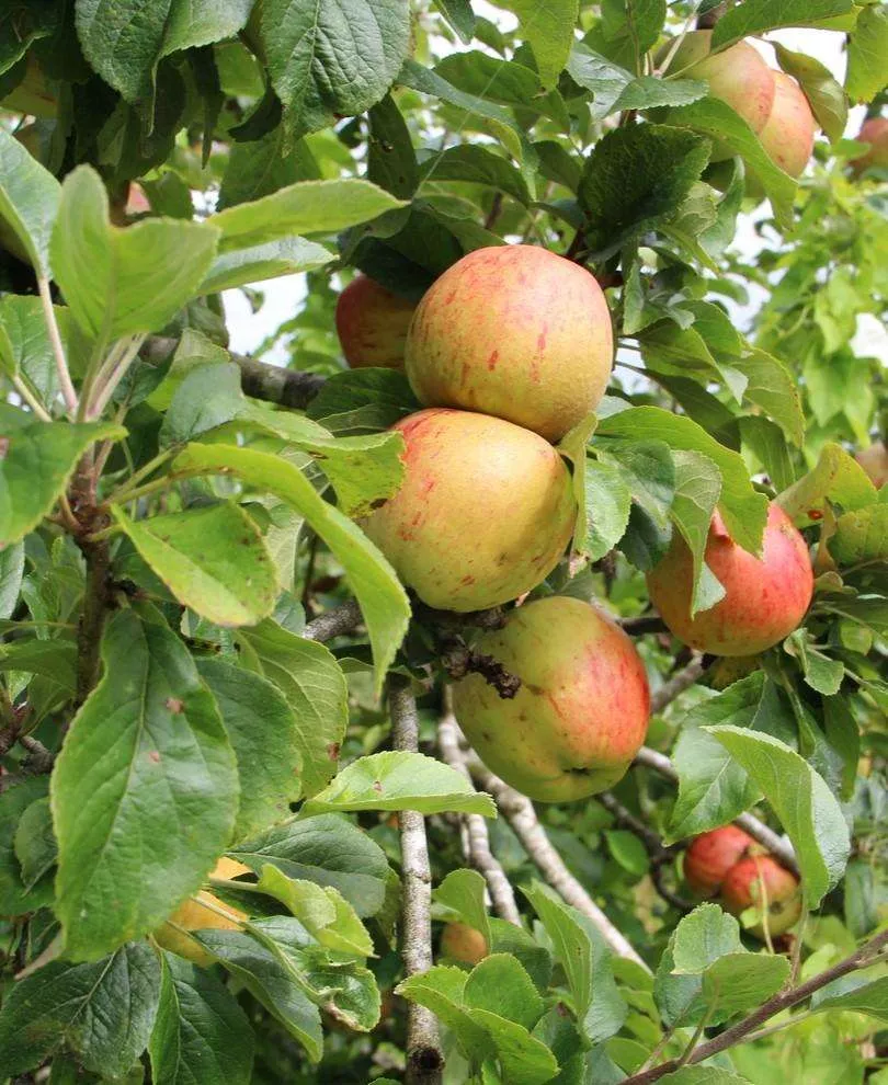 Bramley Apple – Semi-Dwarf (4′-5′)