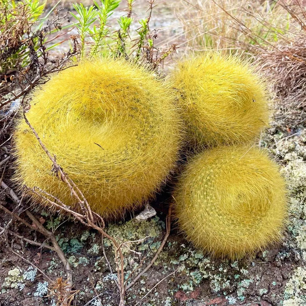 Brasilicactus graessneri HU48 SEEDS