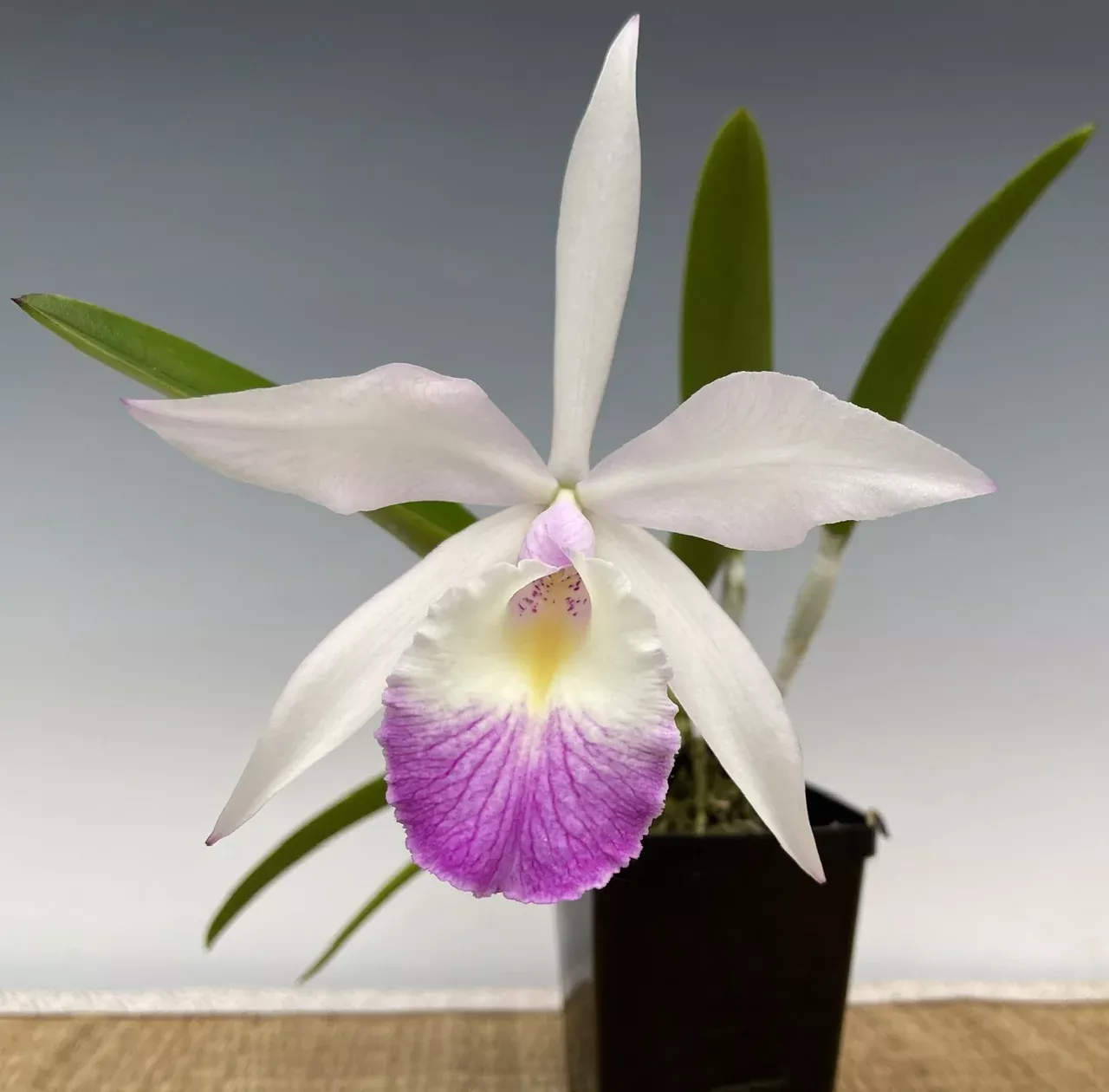 Brassocattleya Aka’s Angel