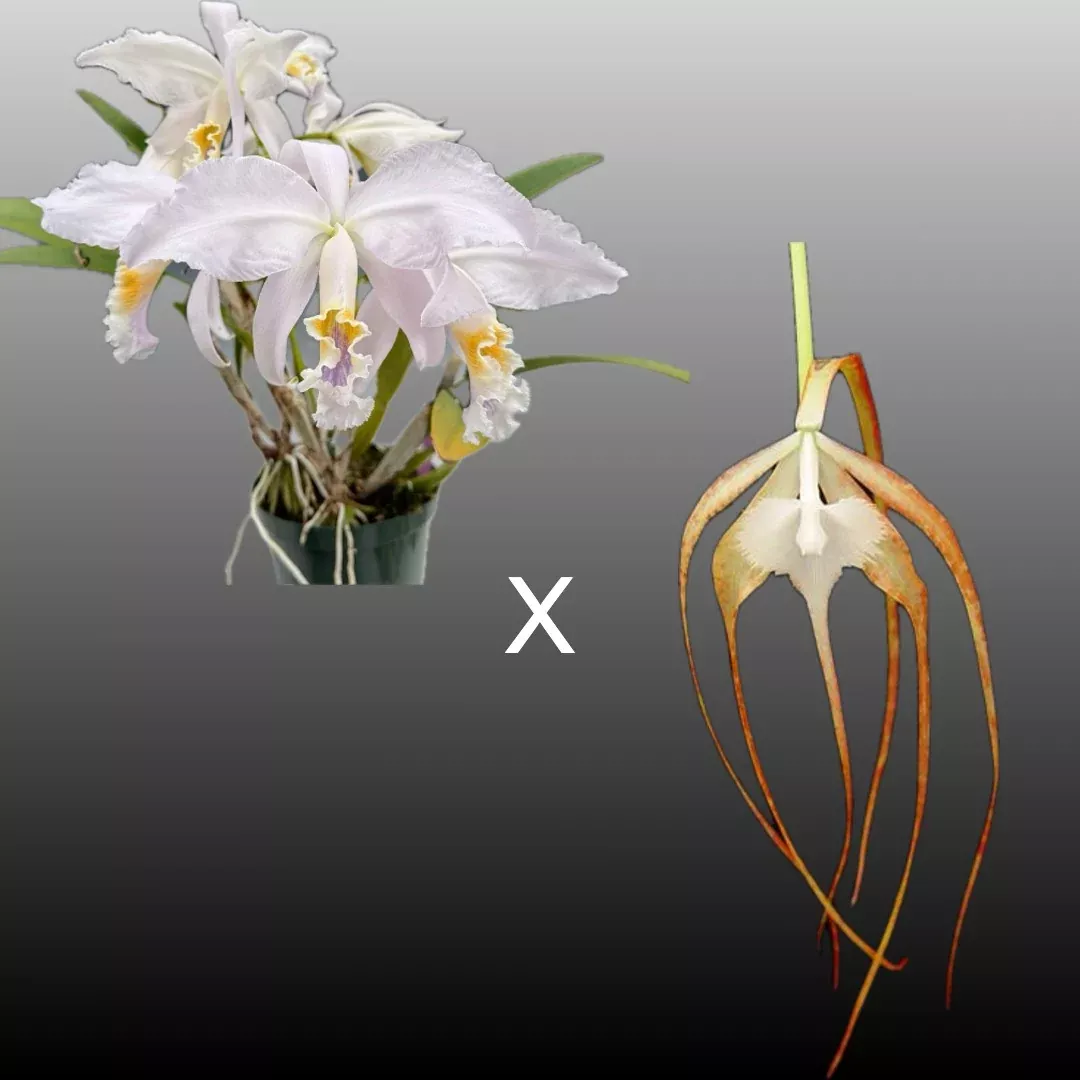 Brassocattleya Virgo