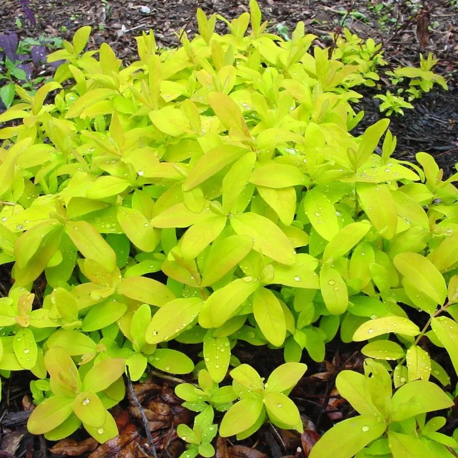 Brigadoon Hypericum (St. John's Wort)