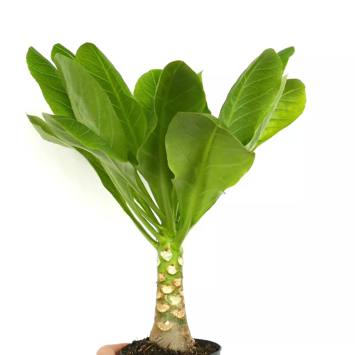 Brighamia insignis