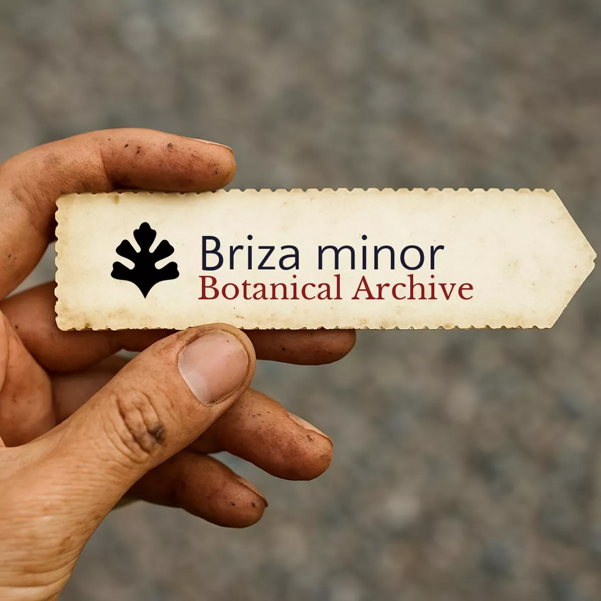 Briza minor SEEDS