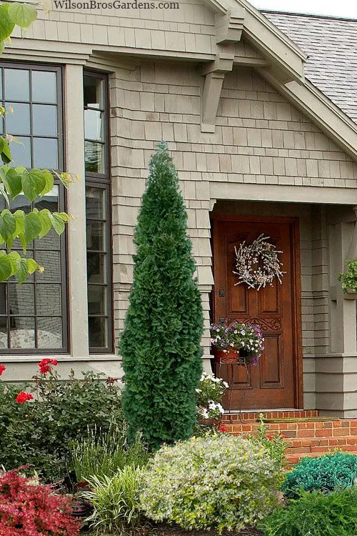 Brobeck's Tower Arborvitae (Thuja) - 3 Gallon Pot