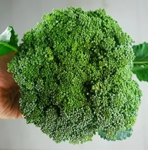 Broccoli - Waltham 29