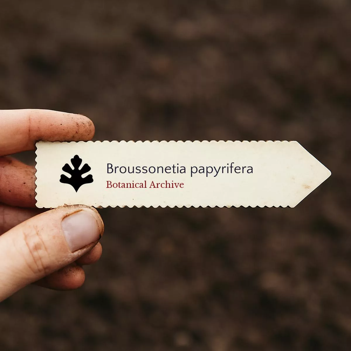 Broussonetia papyrifera SEEDS