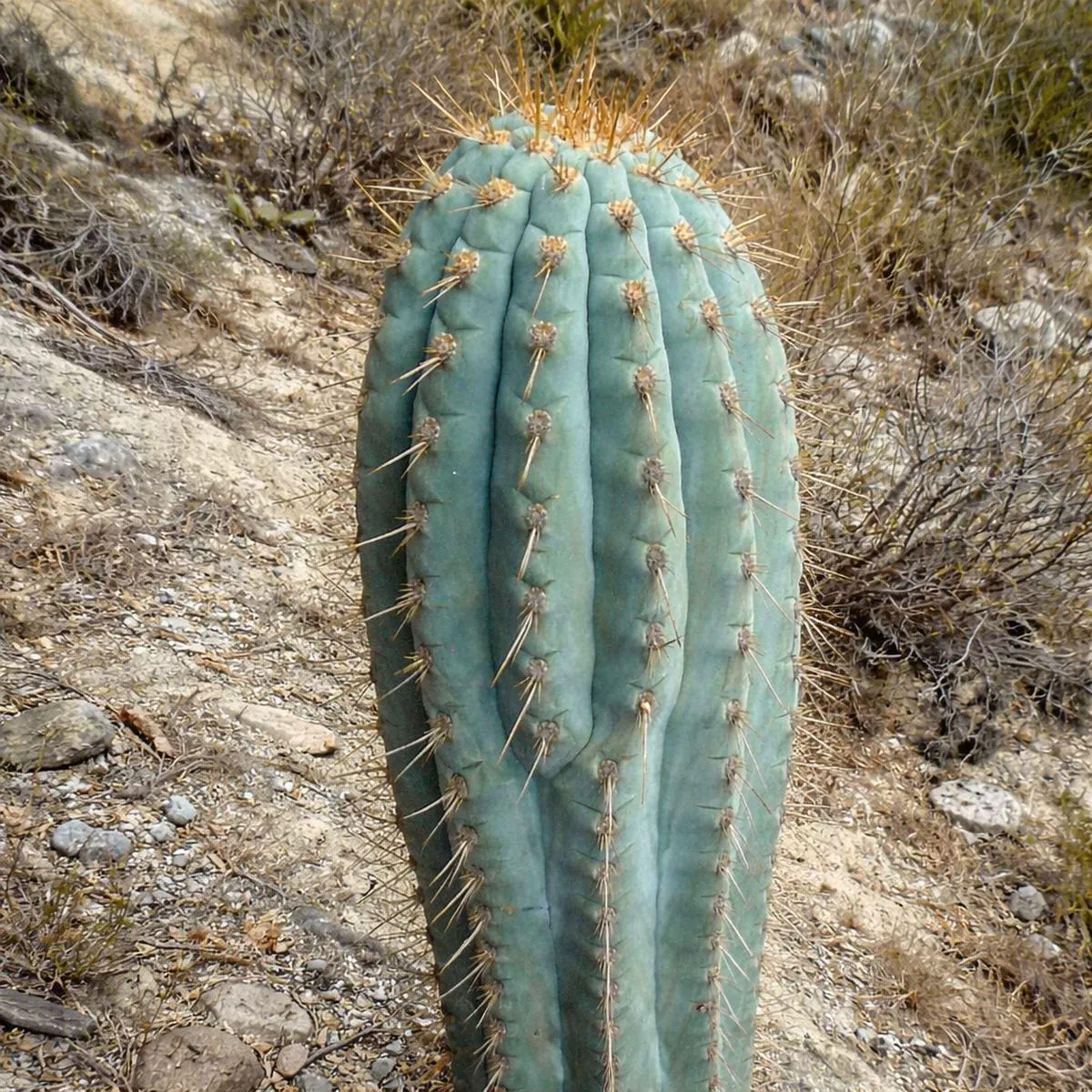 Browningia viridis SEEDS