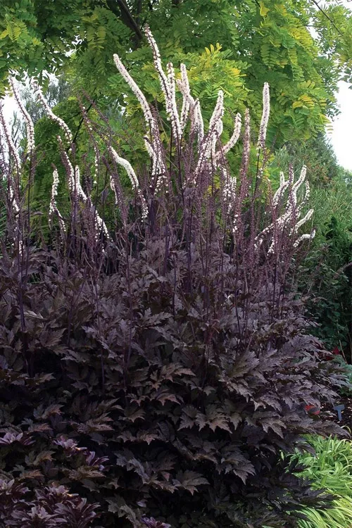 Brunette Black Bugbane (Actaea simplex)- 1 Gallon Pot