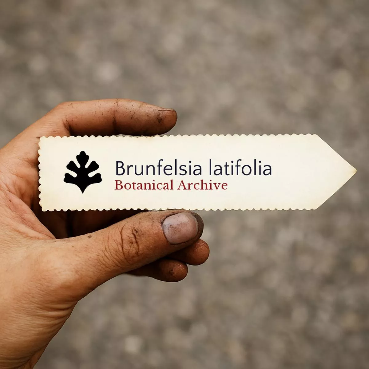 Brunfelsia latifolia SEEDS
