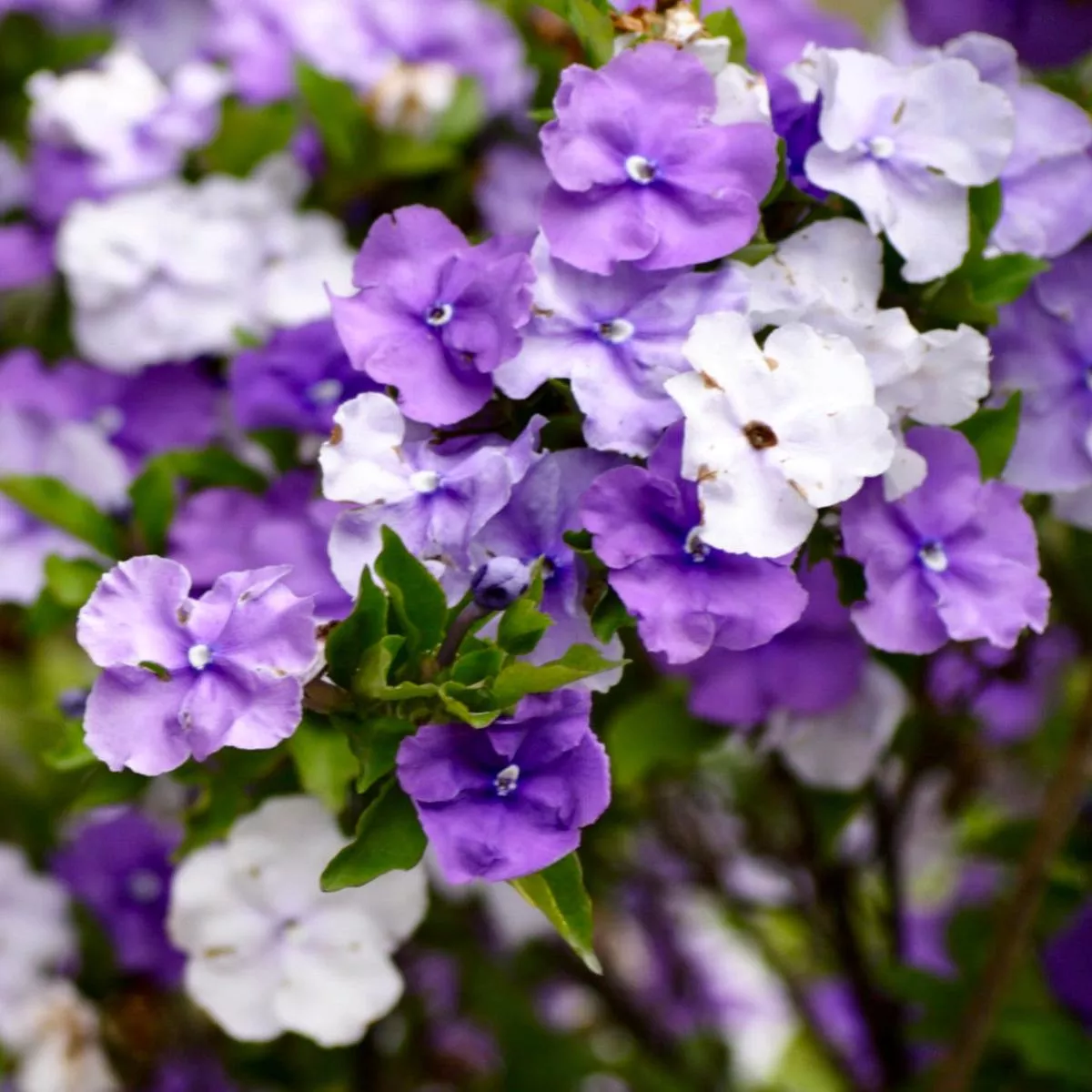 Brunfelsia pauciflora
