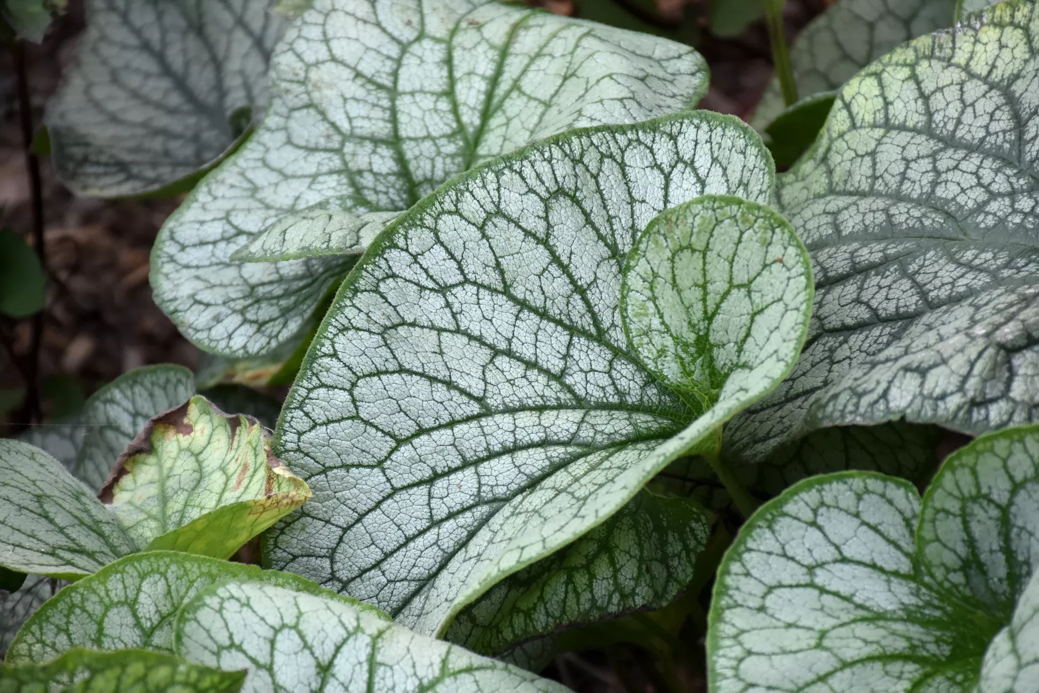 Brunnera, Alexanders Great