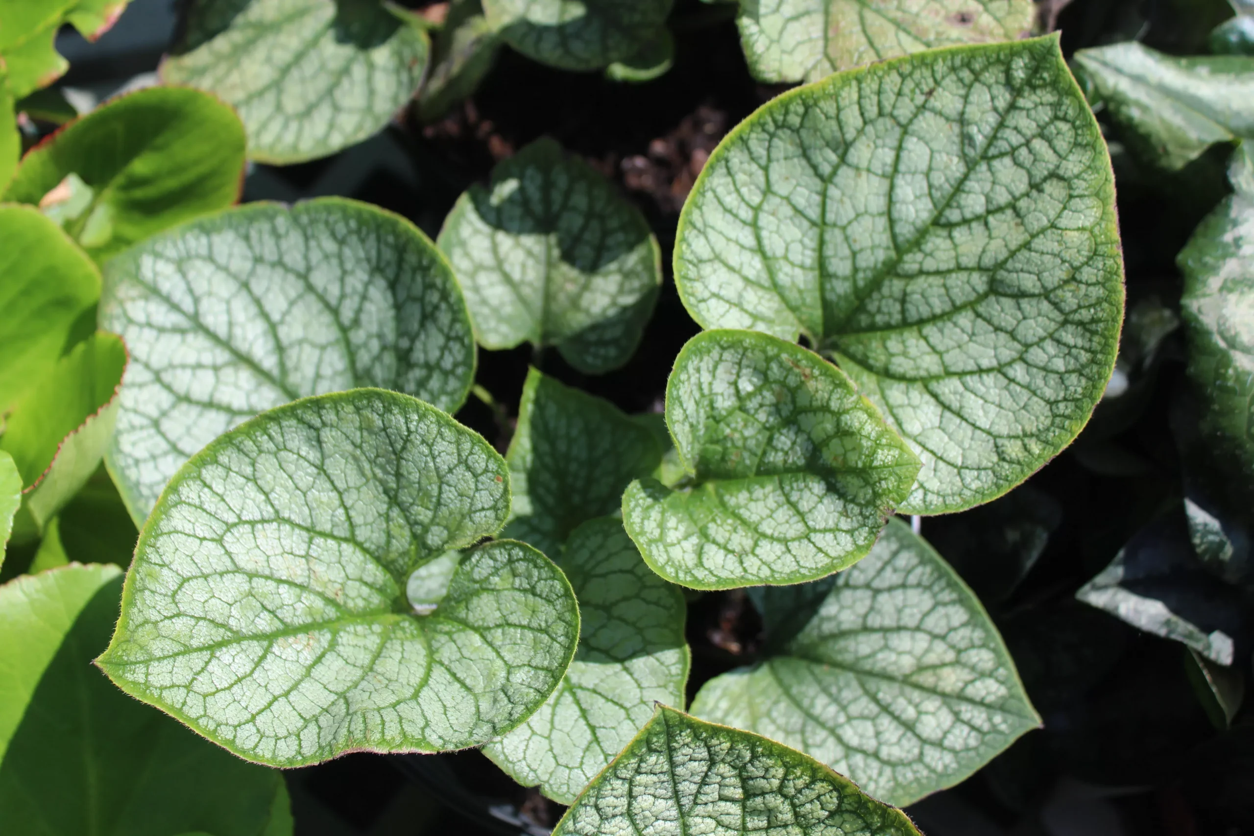 Brunnera Jack Frost 1g