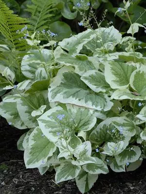 Brunnera m. 'Variegata' (20)ct Flat