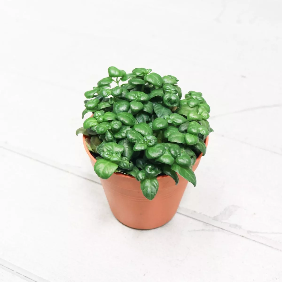 Bubble plant Juncus in Nursery Grow Pot