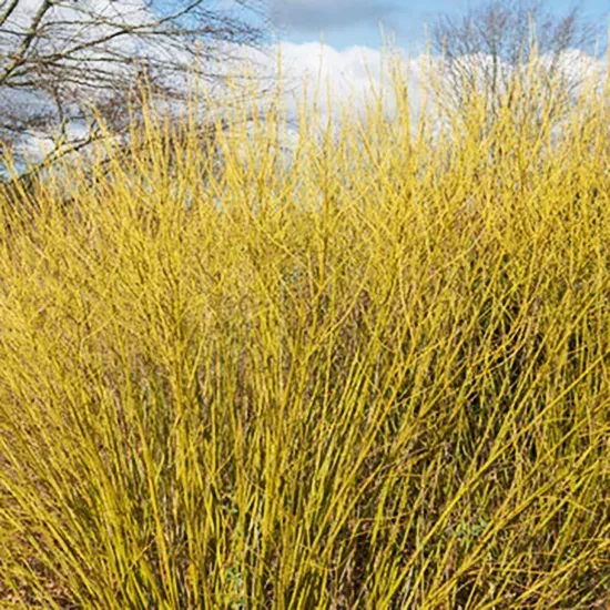 Bud’s Yellow Dogwood