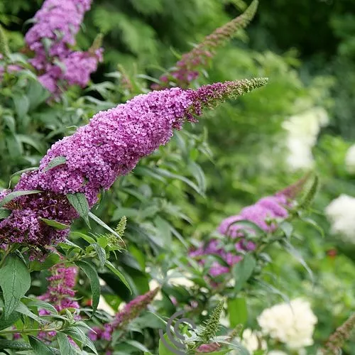 Buddleia Butterfly Bush "Pugster Pinker"