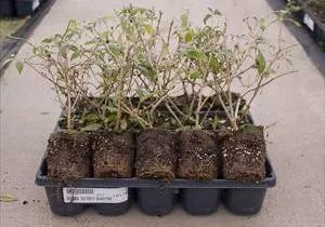 Buddleia davidii 'Attraction' (20)ct Flat