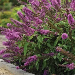 Buddleia ‘Flutterby Petite Tutti Fruitti’