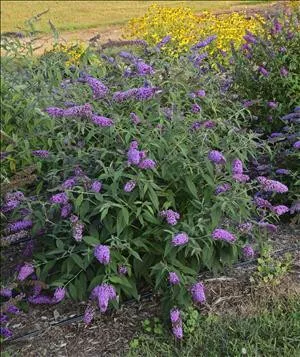 Buddleia 'Jousting Jester' PPAF(20)ct Flat