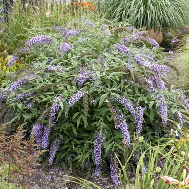 Buddleia 'Lavender Cascade' PP30635 (30)ct Flat