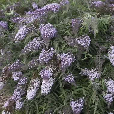 Buddleia 'Lilac Cascade' PPAF (30)ct Flat