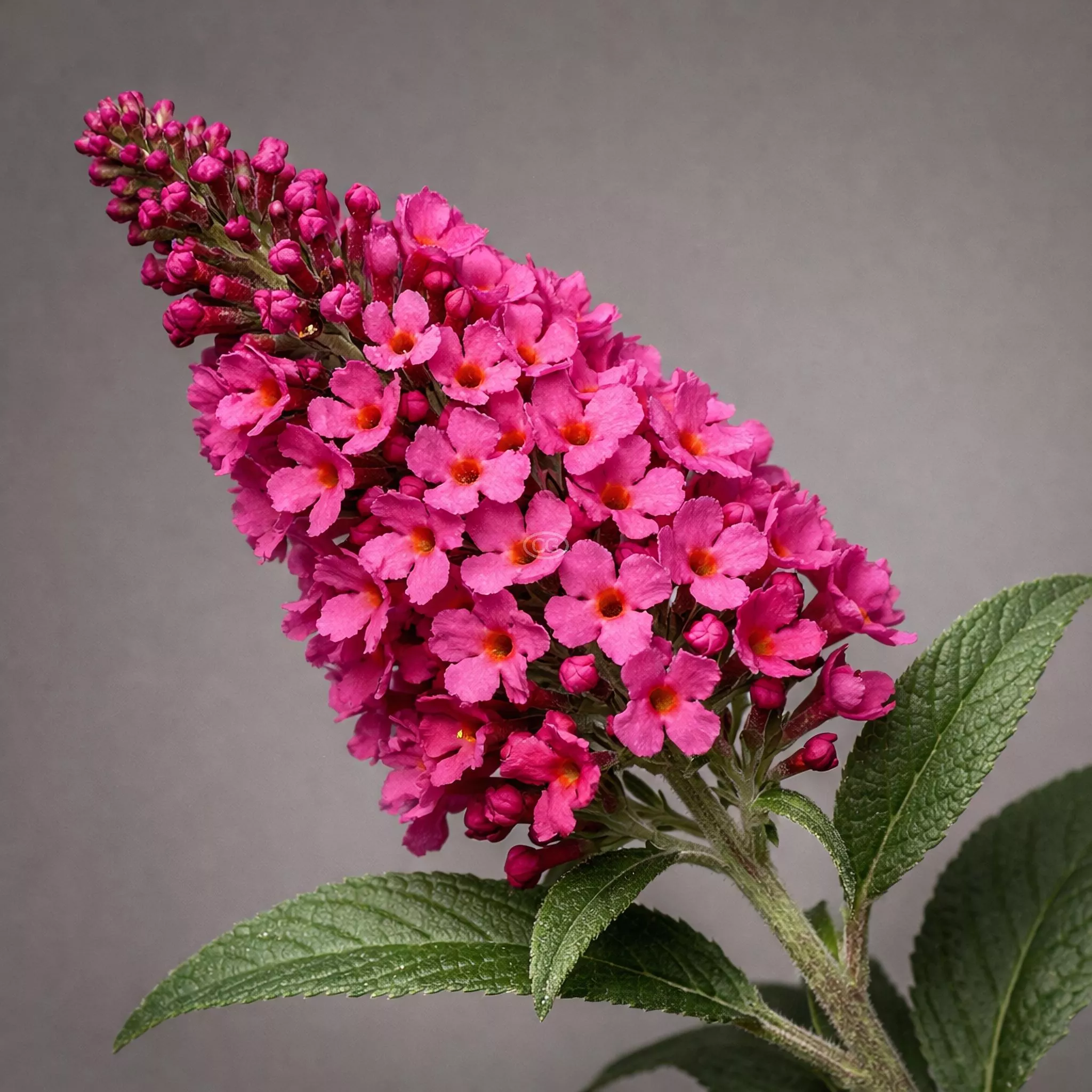 Buddleia × 'Miss Ruby' | Butterfly Bush 'Miss Ruby' | {3-Gallon pot} - Classy Groundcovers