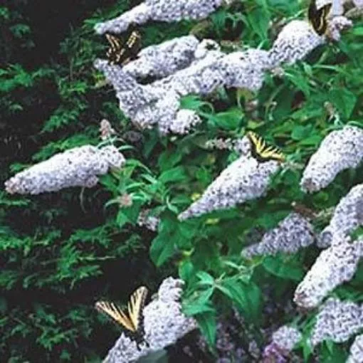 Buddleia 'White Profusion' Butterfly Bush - One Quart Pot