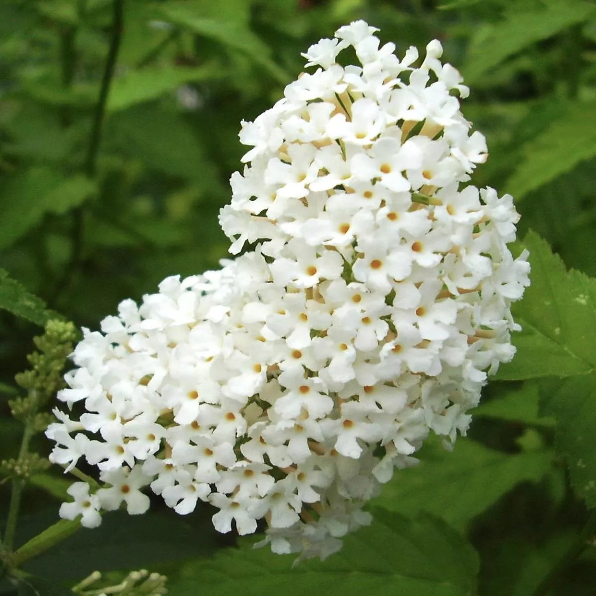 Buddleja davidii cv’White Profusion ’