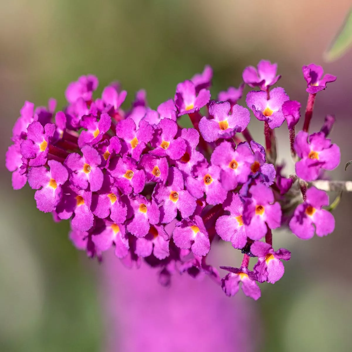 Buddleja davidii (FUCHSIA)